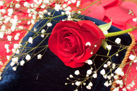 Red rose with baby's breath on blue pillow. の写真素材