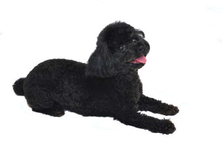 Black toy poodle isolated on white background.の写真素材