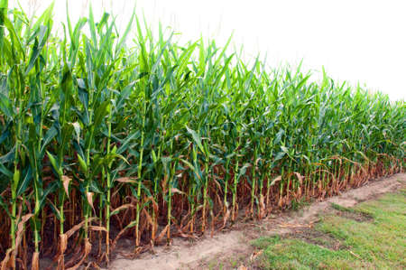 Corn field on farm in southern Alabama.の写真素材