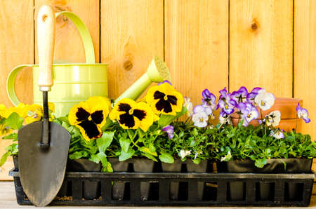 Garden planting with daisies, violas, watering can, trowel, and pots on wood background の写真素材