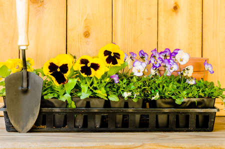 Planting garden with daisies, violas, cultivator, and pots on wood background の写真素材