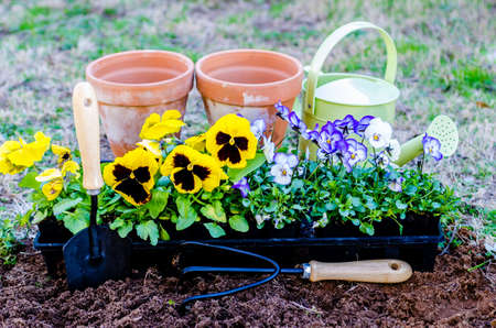 Spring fever   Pots of daisies and violas with trowel, cultivator, and watering can on cultivated...