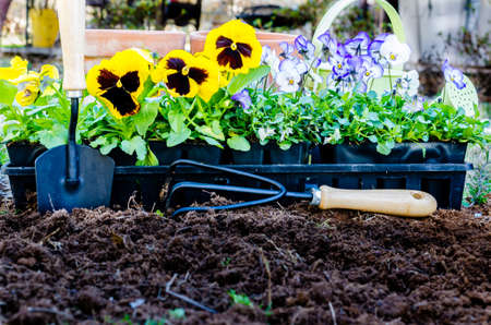 Spring gardening   Pots of daisies and violas with trowel, cultivator, and watering can on cultivated soil   の写真素材