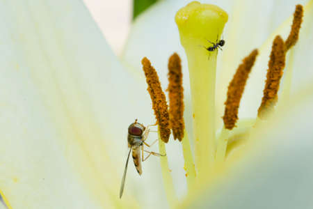 Curious antの写真素材
