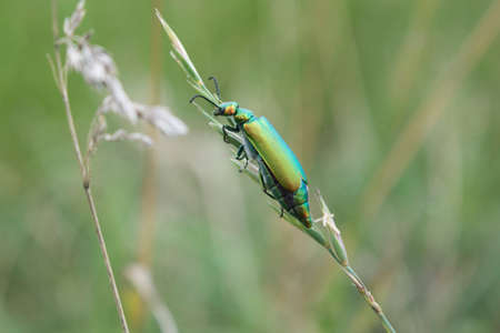 Golden beetle basking in the sun