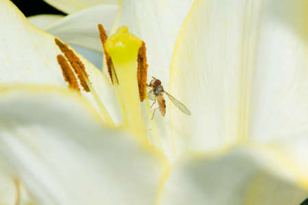 Fly eating the nectar in the flower