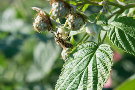 Bee collects nectar on raspberriesの写真素材