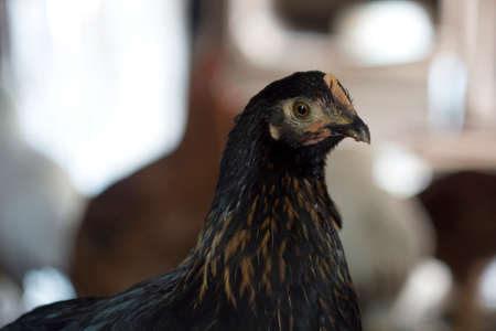 A henの写真素材