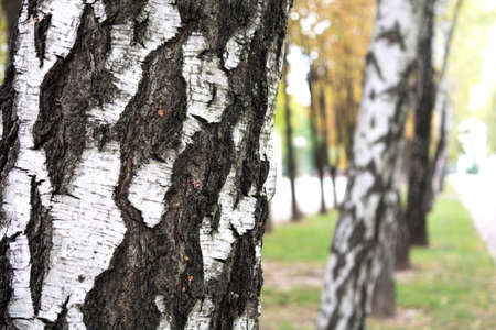 A small birch groveの写真素材