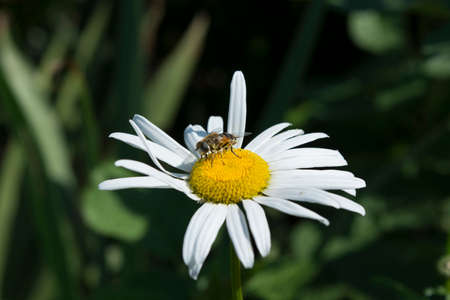 Striped fly on the flower