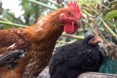 Angry Cock
