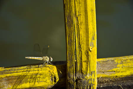 indian dragonflyの写真素材