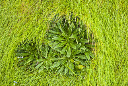 hierbaの写真素材