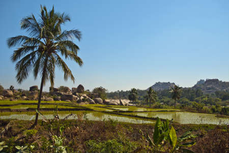 Palmeras en Hampi