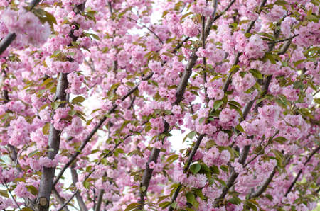 The flowers are delicate, pink and white cherry blossom, blooming in spring.