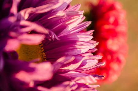 Multilobe colorfull chrysanthemums blooming in the fall in a botanical park in Ukraine.の写真素材