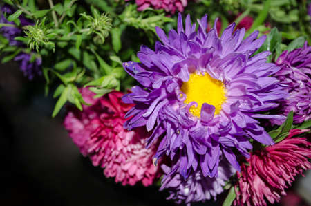 Multilobe colorfull chrysanthemums blooming in the fall in a botanical park in Ukraine.