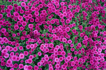 Multilobe colorfull chrysanthemums blooming in the fall in a botanical park in Ukraine.