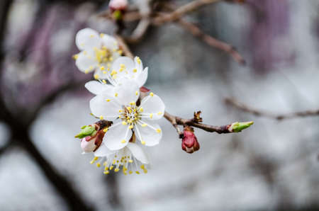 White gently cherry flowers is blooming at springの写真素材