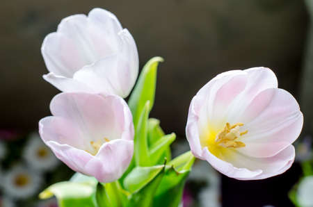 Pink three tulips on dark background