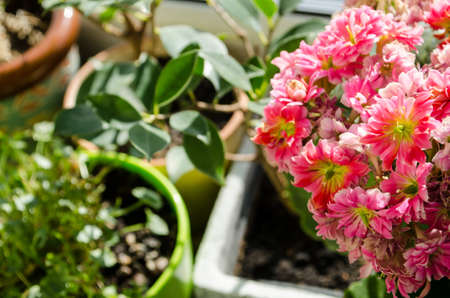 Blossoming buds of pink Kalanchoe on the background of pots