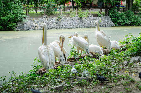 Pelicans clean feathers and looking at the camera near the pond in Kiev zoo.の写真素材