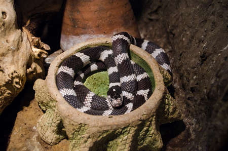 common kingsnake curled up in a terrarium in Kiev zoo.の写真素材