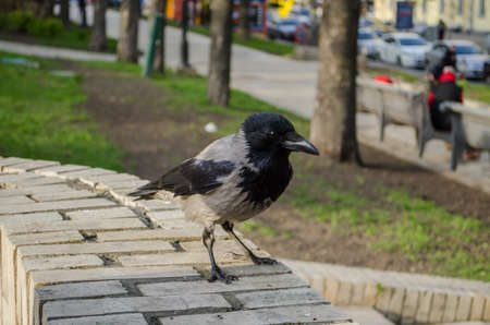 Curious gray crow is watchingin the Park closeup.の写真素材