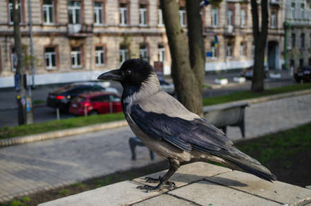 Curious gray crow is watchingin the Park closeup.の写真素材