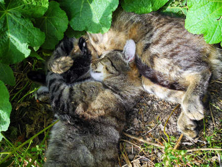 two cats are resting together in the grass.