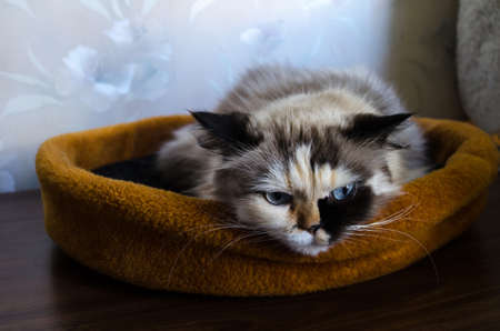 beautiful pet  posing close up.の写真素材