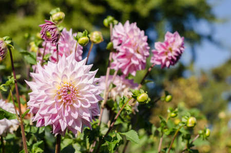 Pink - white flower blooming on green background.の写真素材