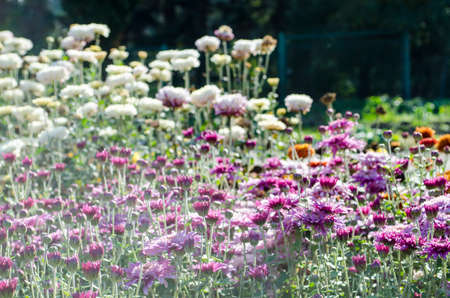 Pink flowers blooming on floral background.の写真素材