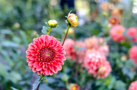 Red flower blooming on green background.の写真素材