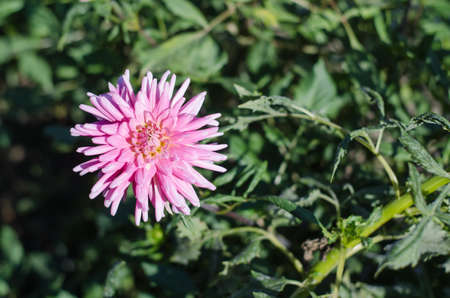 Pink flower blooming on green background.の写真素材