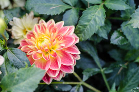 Red - yellow flower blooming on green background.の写真素材