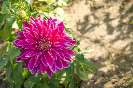 Violet flower blooming on green background.の写真素材