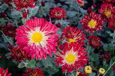 Red flower blooming on green background.の写真素材