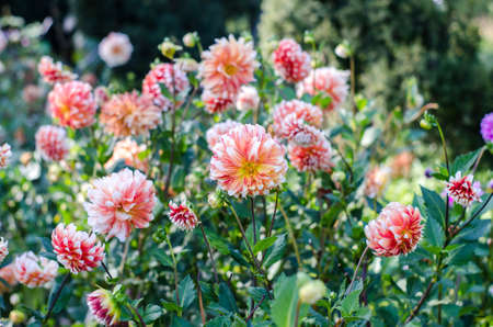 Red - yellow flowers blooming on green background.の写真素材