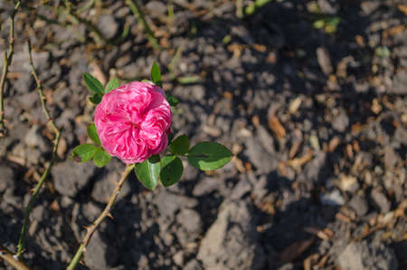 Pink rose flower blooming on ground backgroundの写真素材