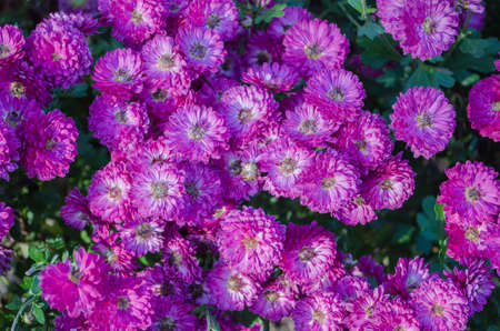Multilobe violet-pink chrysanthemums blooming in the fall in a botanical park in Ukraine.の写真素材