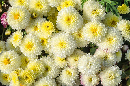 Multilobe white - yellow chrysanthemums blooming in the fall in a botanical park in Ukraine.
