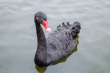 Black swan swims in a pond looking at the camera. Closeup.の写真素材