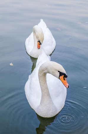 Two white swans swims in a pond together.の写真素材