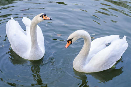 Two white swans swims in a pond together.の写真素材