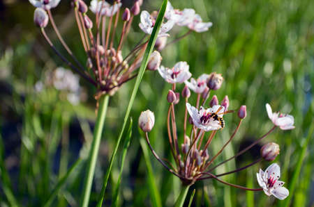 The wasp sits on a pink small flowerの写真素材