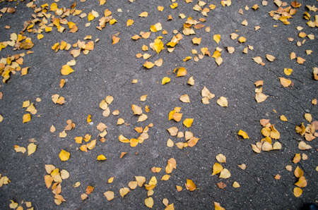 texture of yellow autumn birch leaves on the bitumenの写真素材