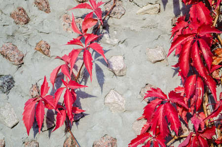 Red liana on the background concrete wall with graniteの写真素材