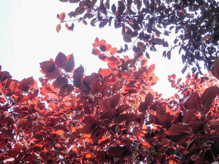 Autumn red tree branches on the background of the sky