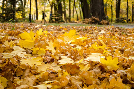 Autumn yellow leaves layer on the gound closeupの写真素材